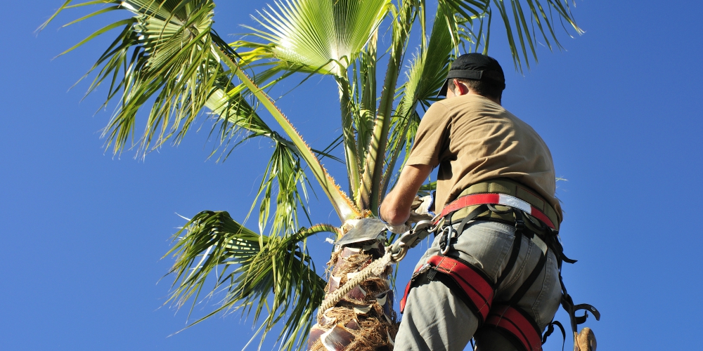 Palm Tree Trimming Services Sacramento