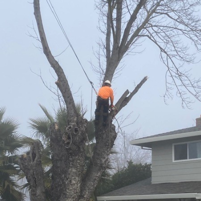 Tree Trimming Sacramento