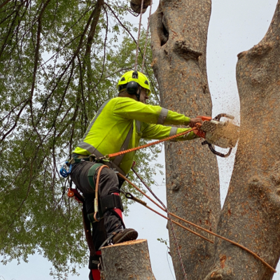 Tree Removal Sacramento