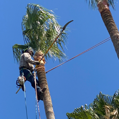 Palm Tree Trimming Sacramento